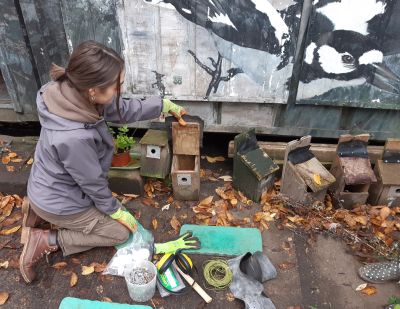 A volunteer examining a row of bird nestboxes before cleaning and repair.